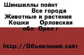 Шиншиллы пойнт ns1133,ny1133. - Все города Животные и растения » Кошки   . Орловская обл.,Орел г.